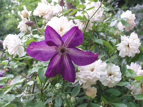 Clmatites et roses blanches  Diebolsheim, en alsace